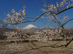 花満開④