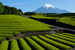 定番の茶畑①