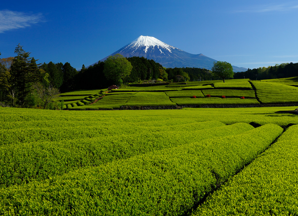 定番の茶畑②