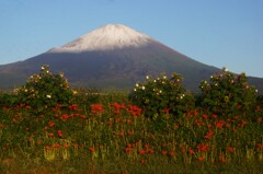 お山も薄化粧②