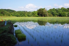 竹之下田んぼ②