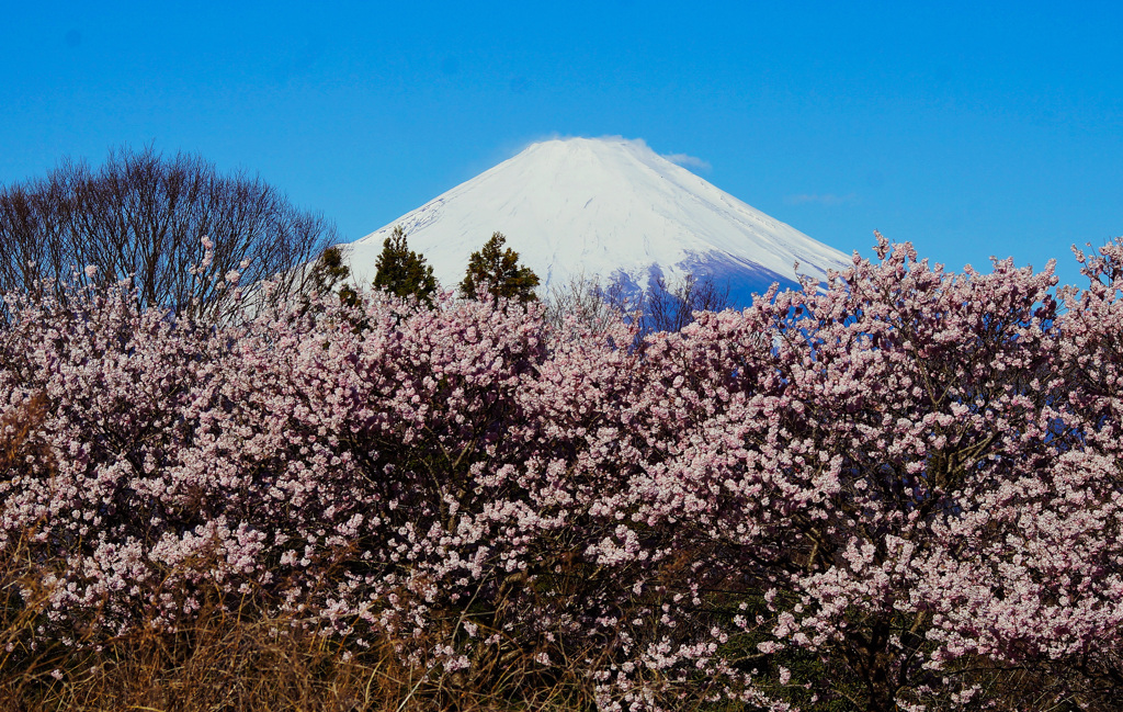 里山の桜満開①