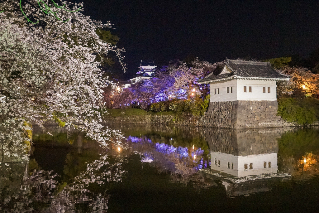 公園の桜満開②