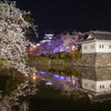 公園の桜満開②