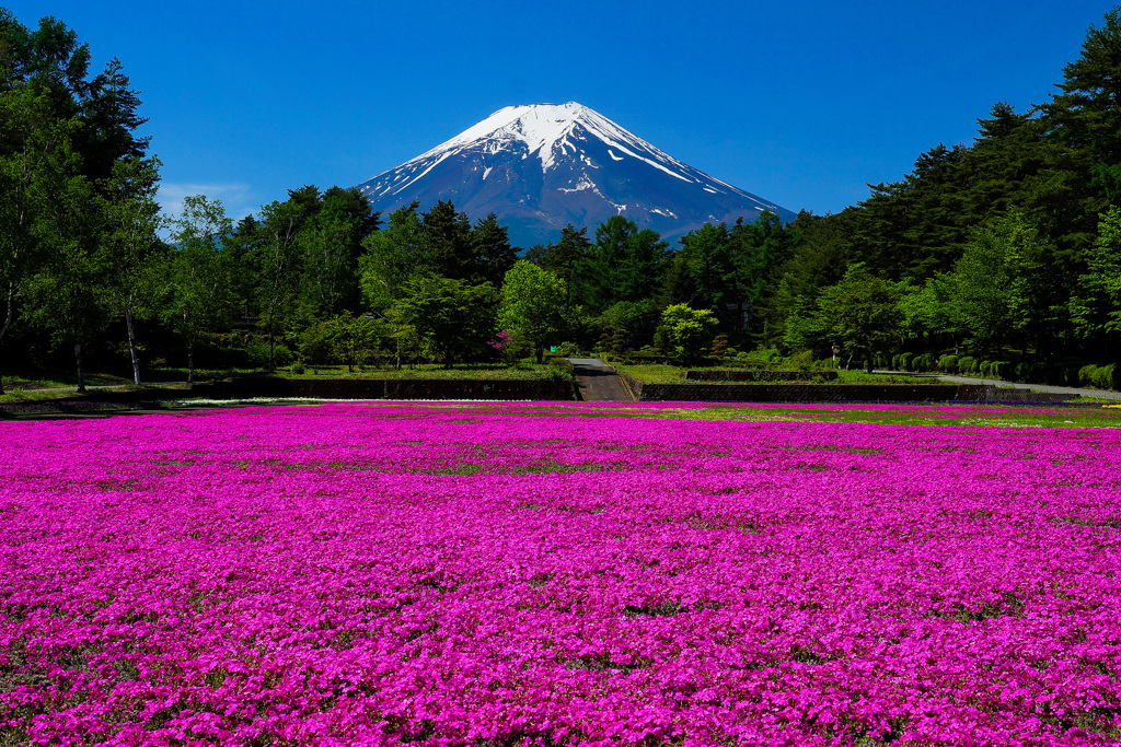 公園の芝桜