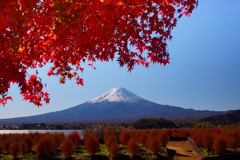 河口湖紅葉②