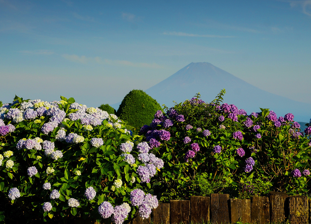 大観山より①