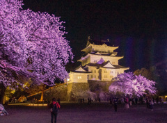 公園の桜満開①