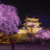 公園の桜満開①