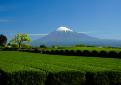 定番の茶畑⑤