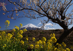 春色を求めて②