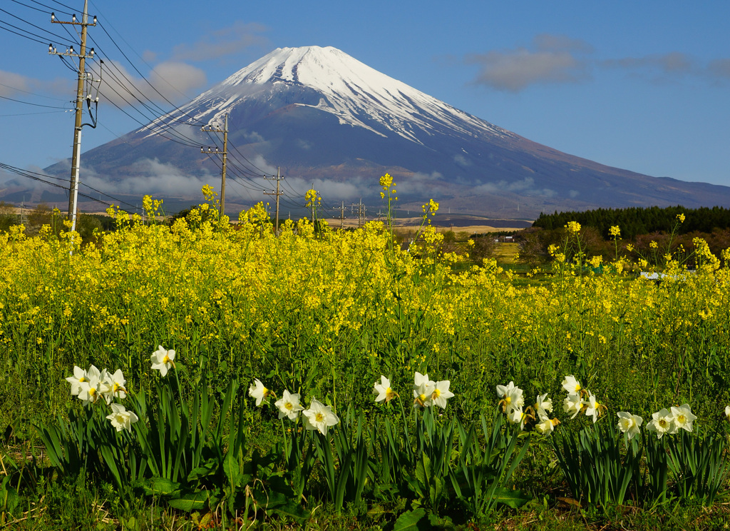 菜の花畑①