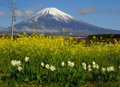 菜の花畑①