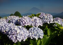大観山より③