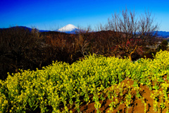 吾妻山菜の花②