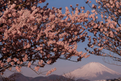 春めき桜満開①