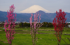 春色鮮やかに②
