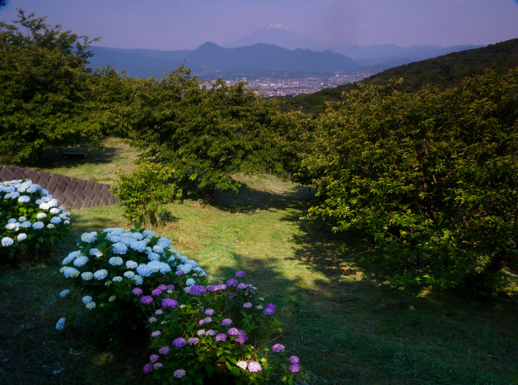 おおいゆめの里紫陽花②