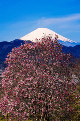 木蓮の花咲く