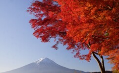 河口湖の紅葉②