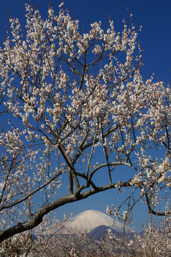 花満開③