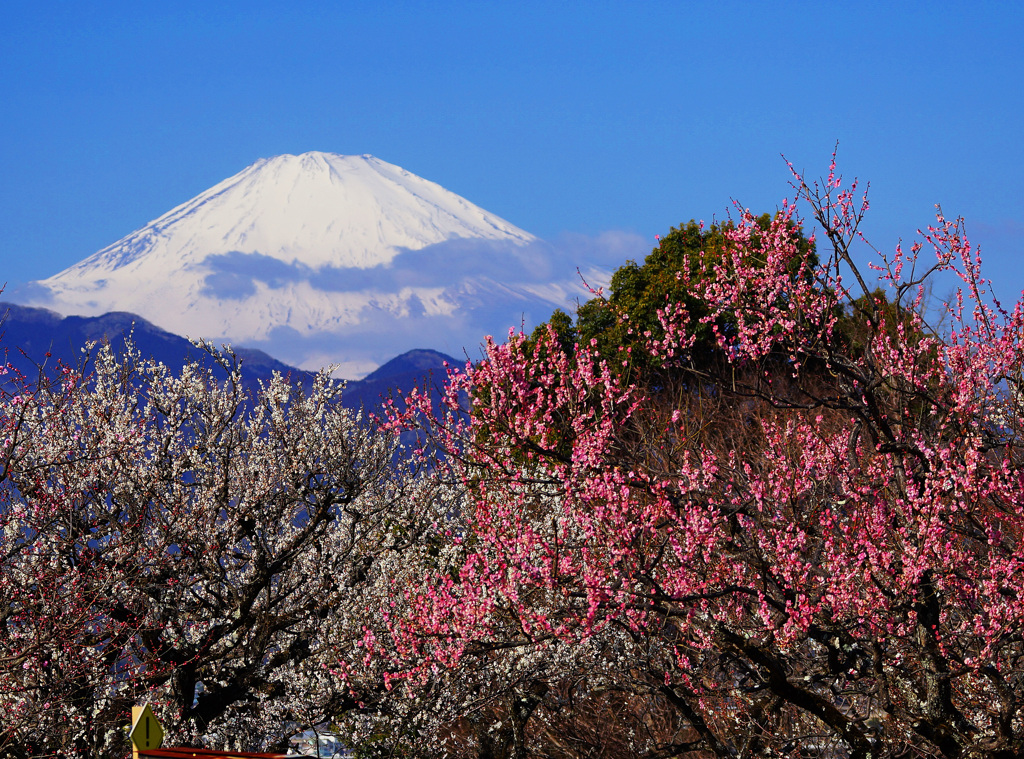 花満開①