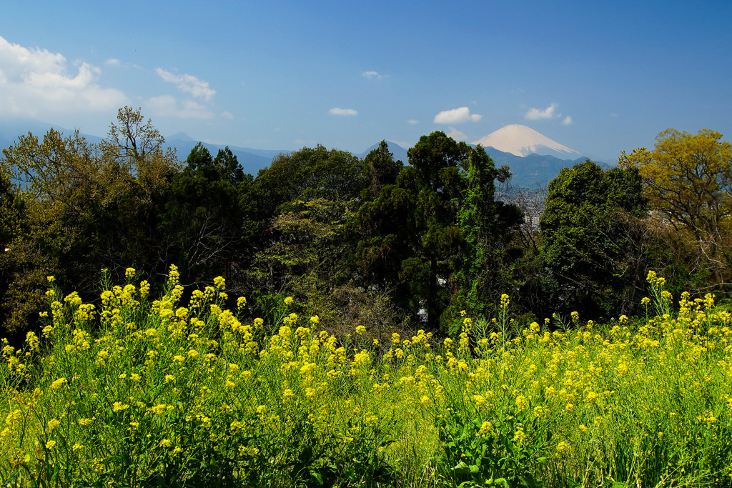 春花盛り②