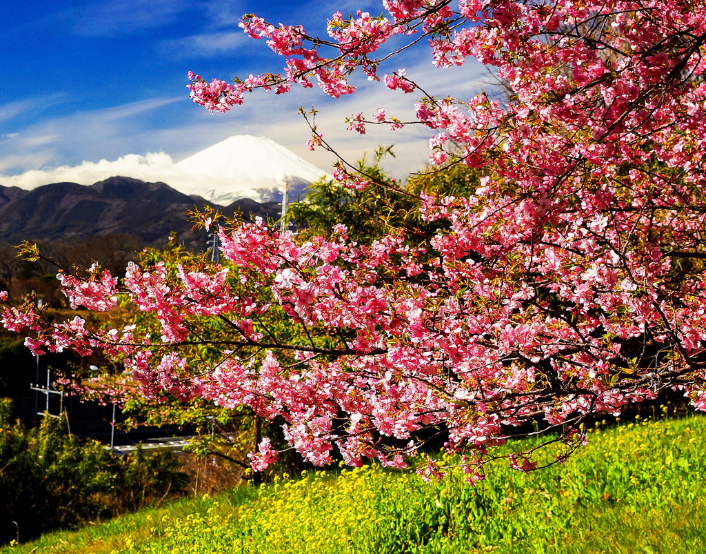 河津桜咲く⑤