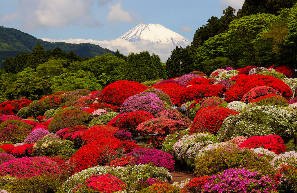 箱根ツツジ満開②