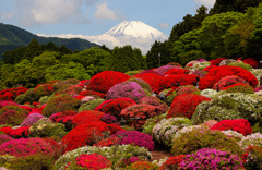 箱根ツツジ満開②