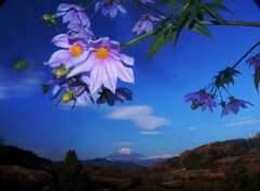 大井町篠窪①