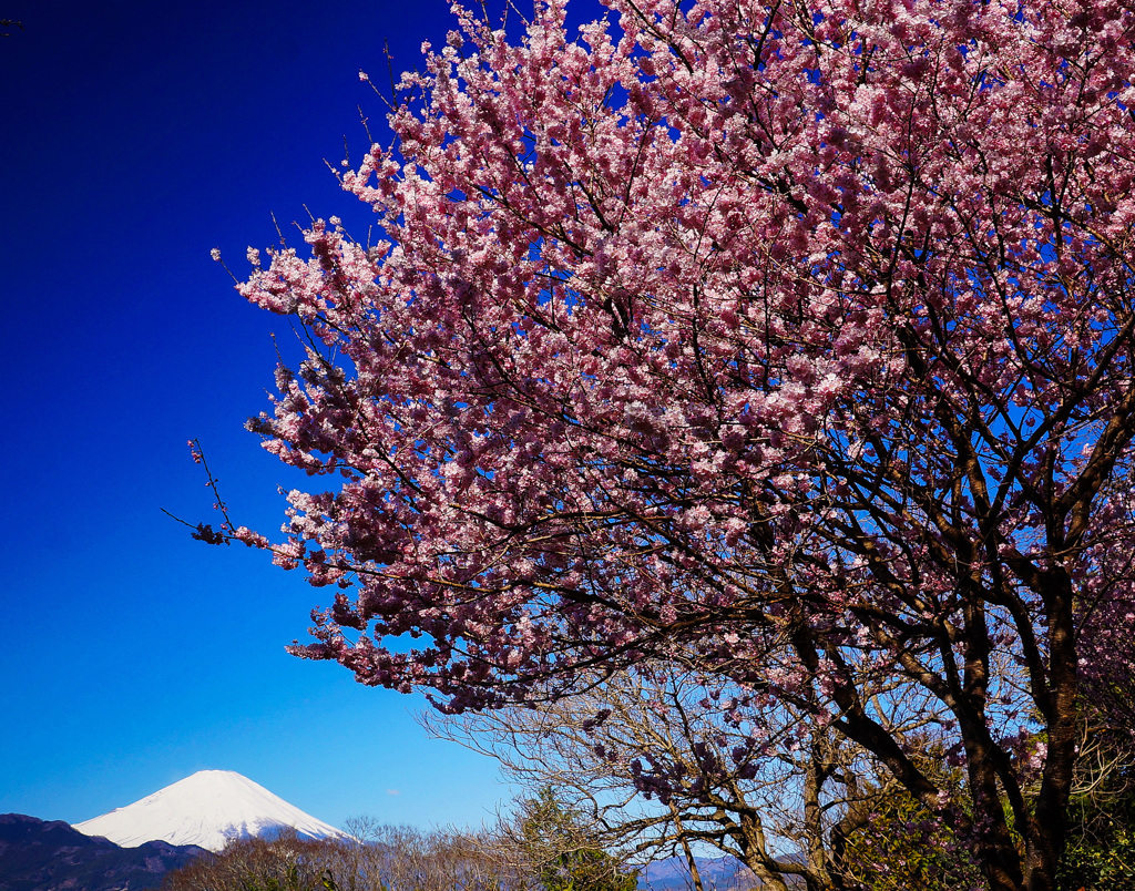 里山の桜満開②