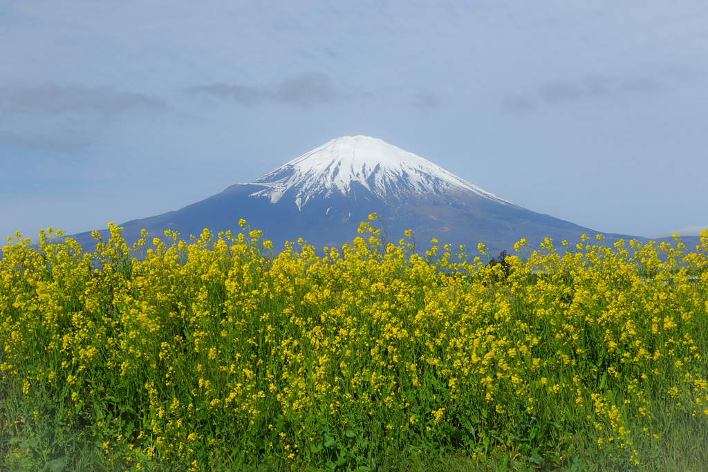 菜の花畑③