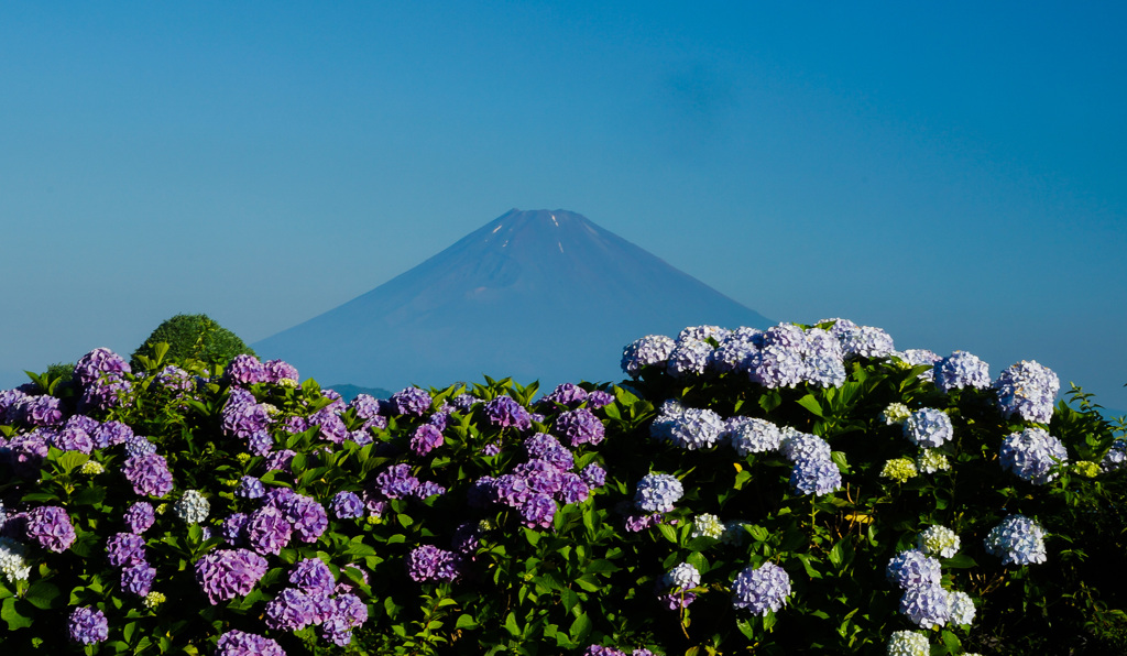 大観山より②