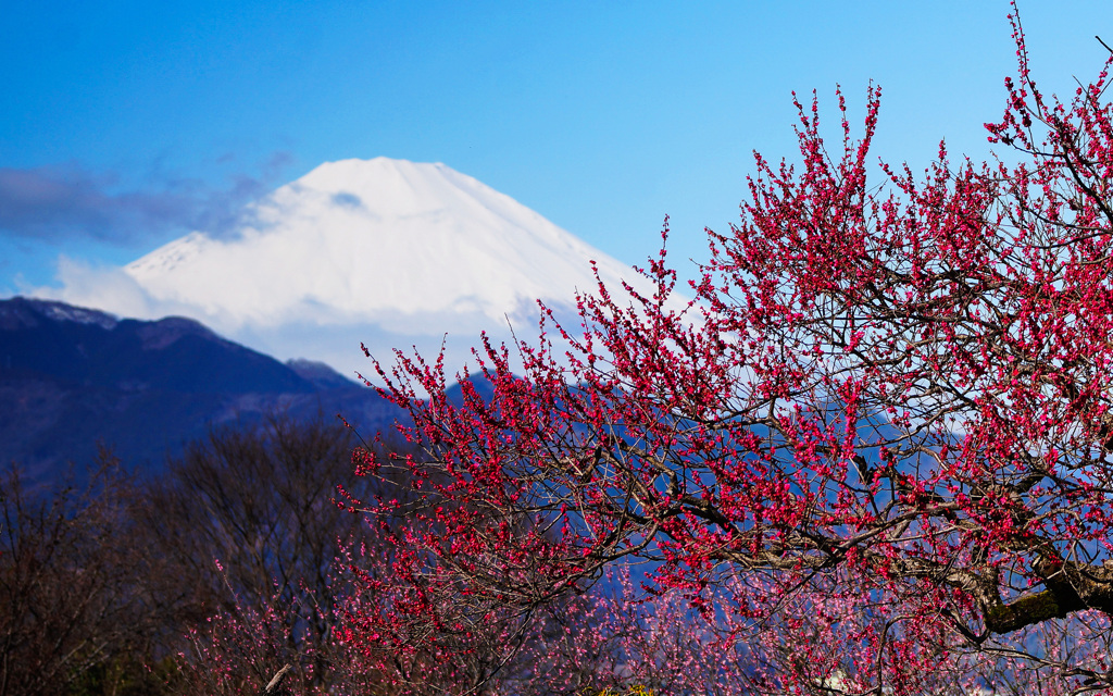 紅梅の花咲く