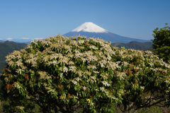 箱根より①