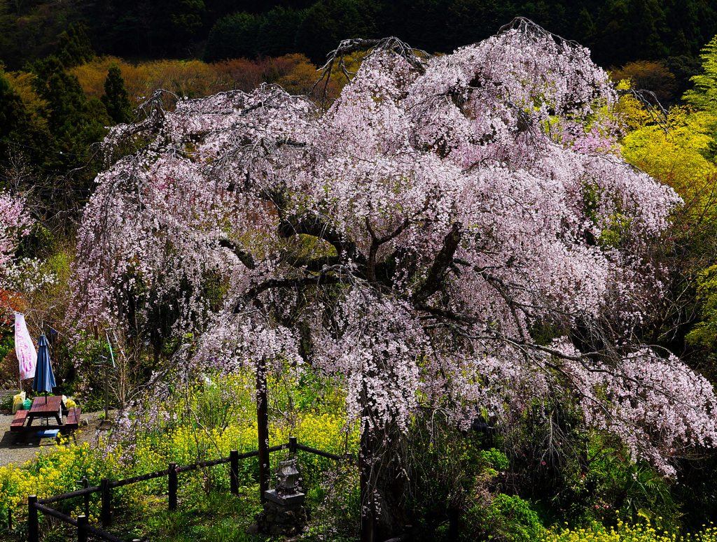 地元のしだれ桜②