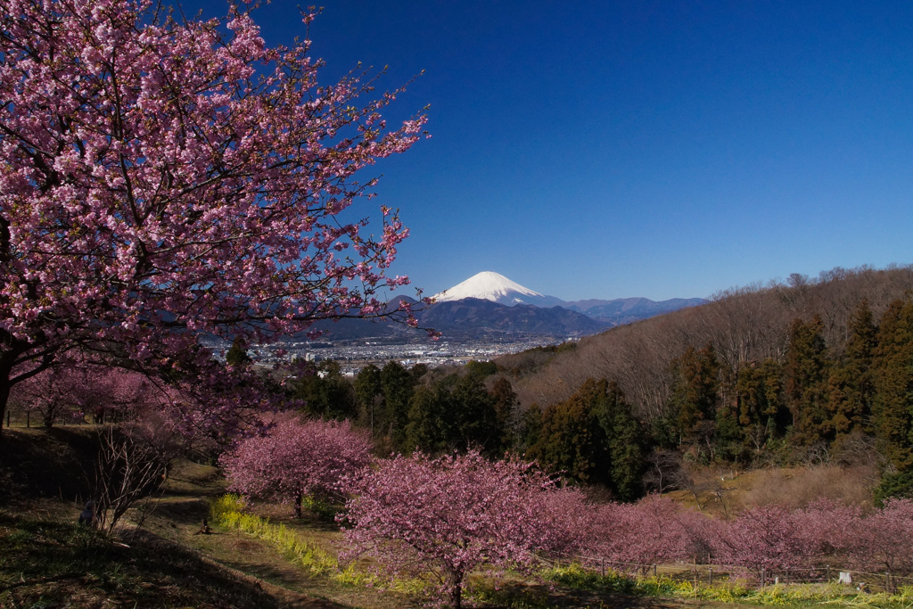 春色鮮やかに③