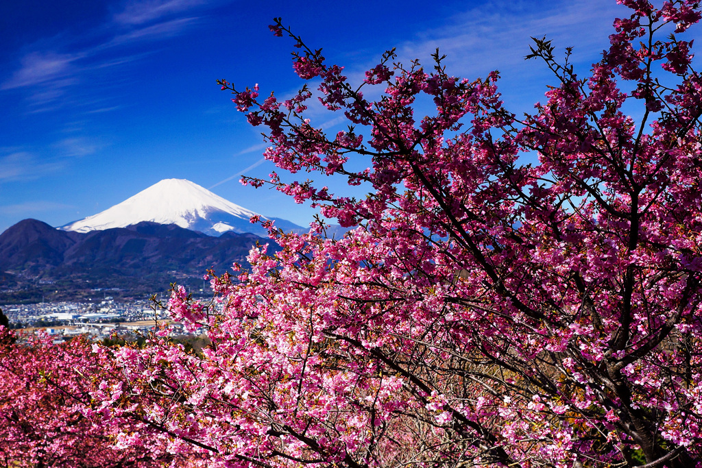 河津桜咲く①