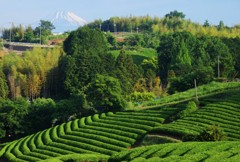 三島の茶畑②