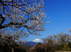 花満開②