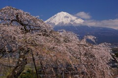 定番の枝垂桜