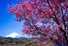 中井中央公園②