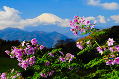 里山の皇帝ダリア②