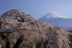 先照寺枝垂れ桜