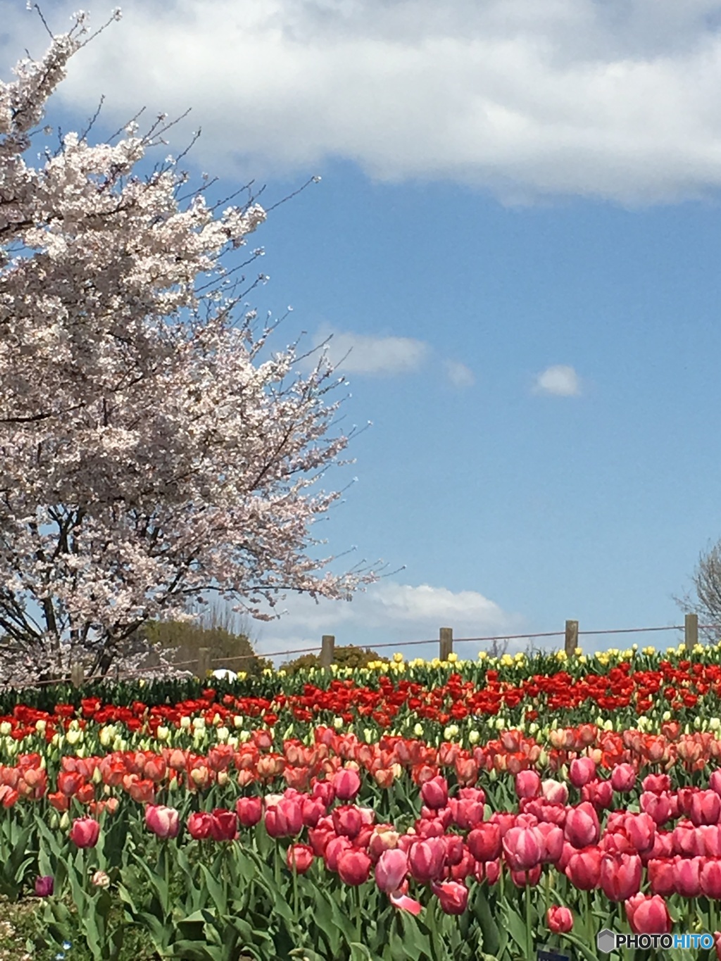 空と桜とチューリップ