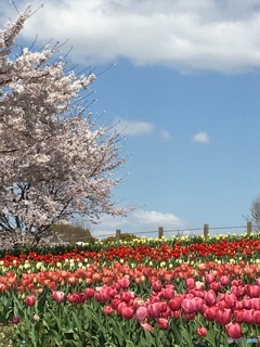 空と桜とチューリップ