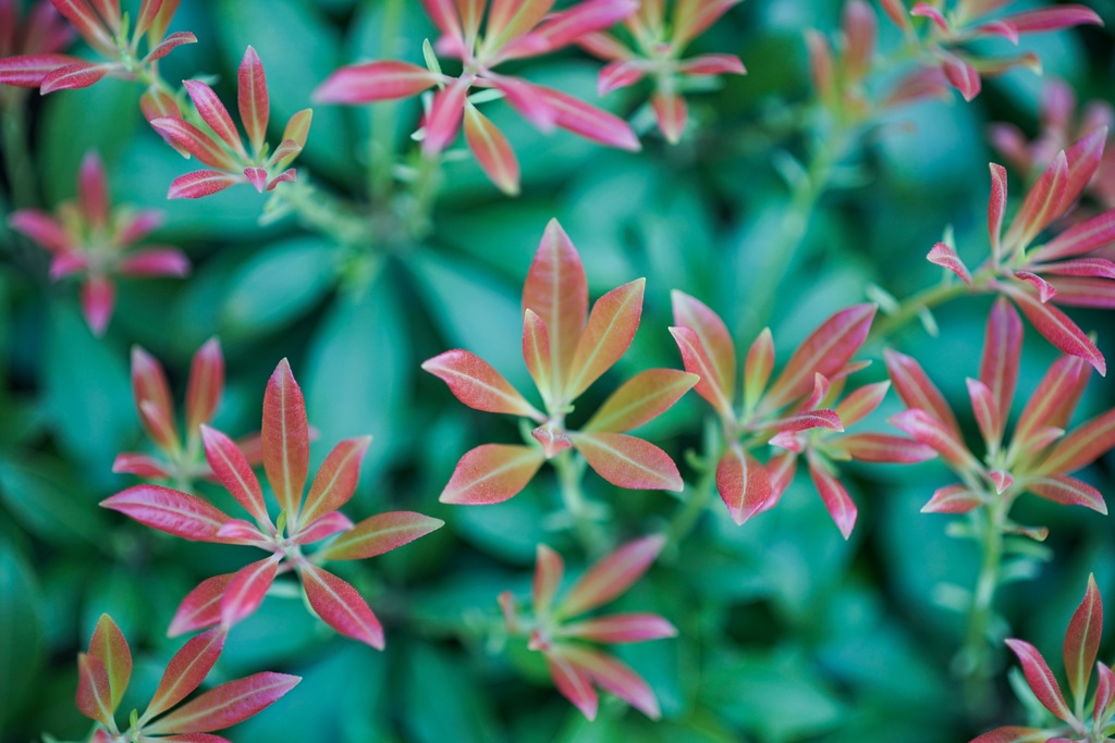 春の花火