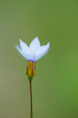 お花