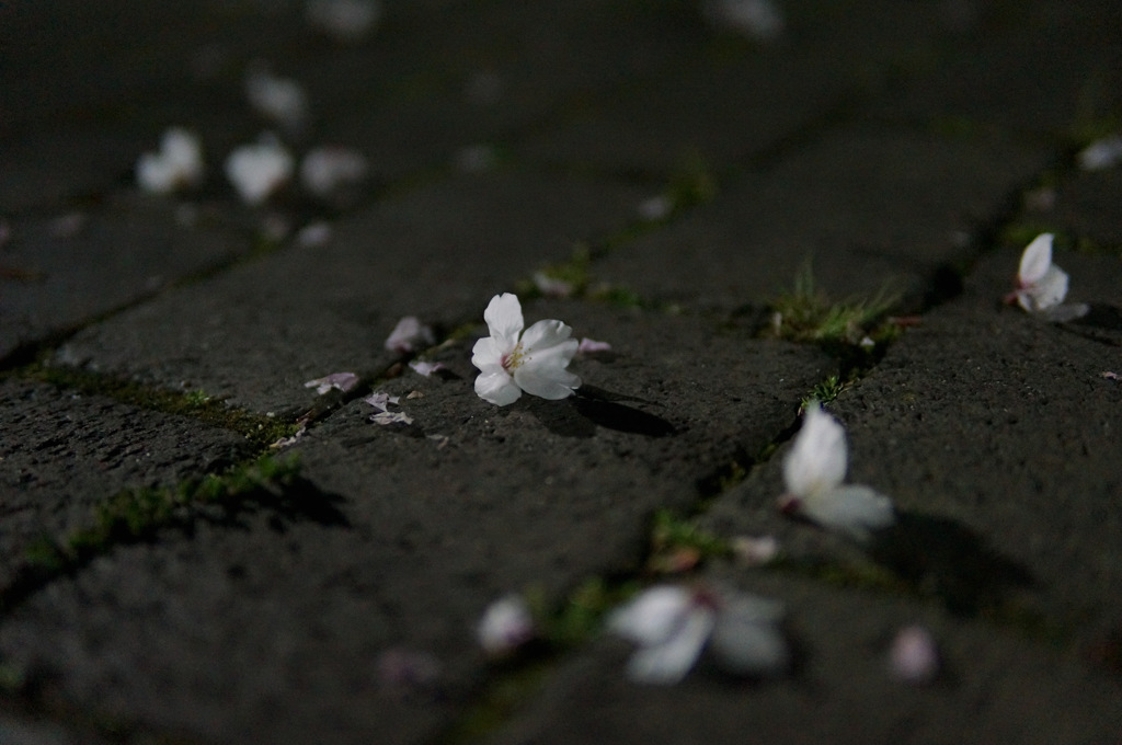 散ってもなお